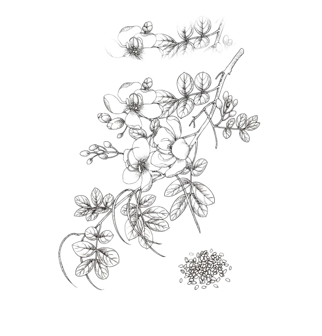 提取图中的植物线稿，去除背景、文字和印章，只保留黑白植物线条预览效果