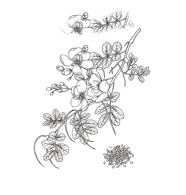 提取图中的植物线稿，去除背景、文字和印章，只保留黑白植物线条