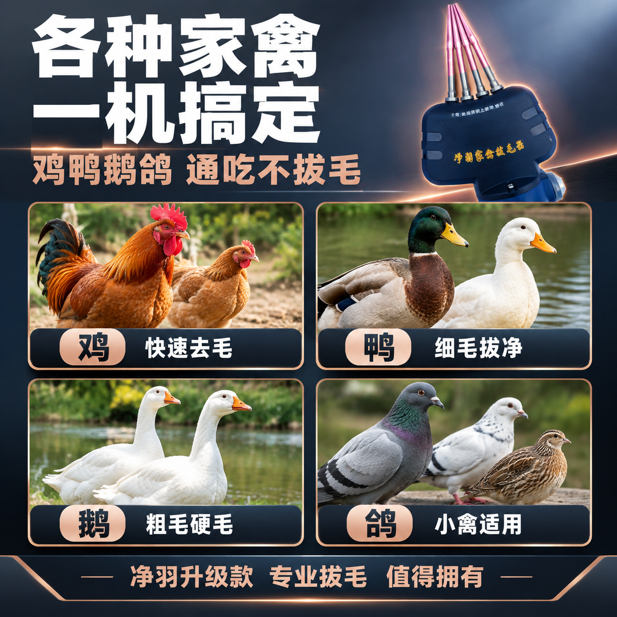 [主图-5] 适用场景展示，主题：鸡鸭鹅鸽 各种家禽 一机搞定… - 图片创意预览