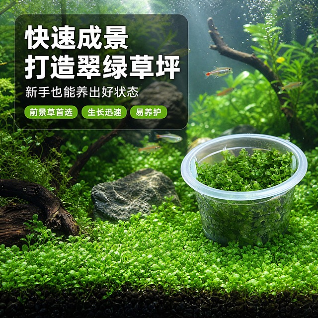 [主图-4] 爬地矮珍珠造景场景图，展示水草在鱼缸中种植后的成景效果，让用户直观看到使用效果与场景代入。
[统一基调] 整体风格清新自然专业水族品质感，背景为真实鱼缸造景水环境，标题字色白色（带轻微深色描边），辅助字色浅白色，强调色翠绿色，字体为无衬线粗体现代字体，字号层级分明，卡片采用半透明深色圆角底板样式。
[画面] 真实草缸造景场景，清澈的鱼缸水中，爬地矮珍珠作为前景草铺满底部，形成翠绿草坪效果，叶片随水流轻微飘动，周围有少量沉木和石头点缀，水体通透有光线折射。画面中景位置放置一杯未种植的无菌杯产品作为参照，展示产品与成景效果的关联。整体氛围清新自然，充满生机。产品杯体外观与输入图一致。
[光影质感] 水下摄影质感，光线从水面上方照射，有丁达尔光效，水草叶片在水中通透翠绿，水体清澈有气泡，整体光影柔和自然。
[配色] 水体蓝绿色调，水草翠绿色，背景深色鱼缸，文字白色配半透明底，整体清新有生机。
[文字版式] 左上角半透明深色圆角卡片内主标题"快速成景 打造翠绿草坪"，副标题"新手也能养出好状态"，下方3个小标签"前景草首选"、"生长迅速"、"易养护"。文字不遮挡主要景观。
[输出要求] 1:1正方形比例，2048*2048，场景真实自然，产品融入自然不突兀，无变形，无错字，无水印，无平台Logo。