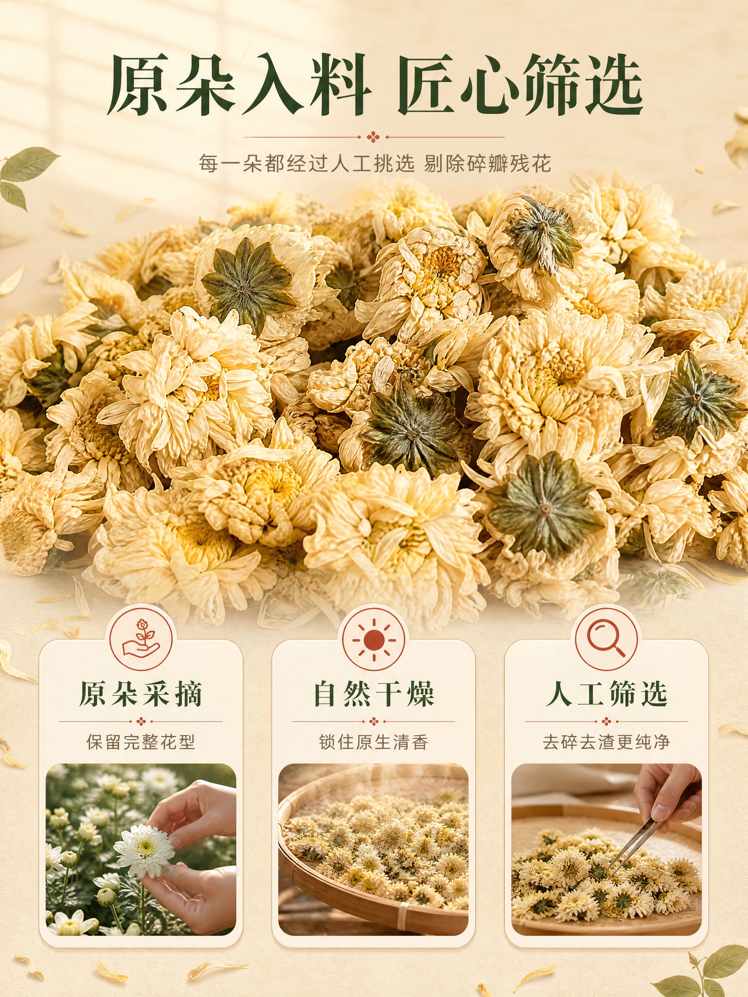 [商品] 使用【图1】盘中干菊花特写图；保留干贡菊的米黄花瓣、… - 图片创意预览