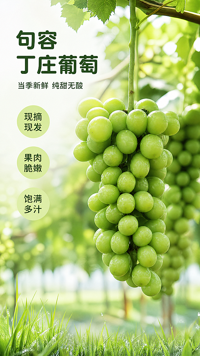 [第1屏] 详情页头图主视觉-句容丁庄阳光玫瑰葡萄宣传海报，保持葡萄的串型、颗粒大小、绿色色泽与输入【图1】一致。[氛围/风格] 清新自然生鲜风，阳光果园氛围，商业摄影质感，画面通透干净有食欲。[元素布局] 葡萄串主体位于画面右侧中上区域，占据画面约65%区域，保持颗粒圆润饱满翠绿色、自然串型结构、挂在枝头的特征与原图一致。左侧区域预留文字排版，前景底部加入翠绿青草点缀，背景为虚化的葡萄园大棚，层次感丰富，三层景深层次分明。[光影质感] 上午柔和自然光从左上方照射，葡萄表面保留清晰高光和通透光泽，背景自然虚化，整体明亮清新，果实真实立体。[配色色系] 全局底色：#F2F9F0（浅草绿）；主体配色：#A5E988（葡萄翠绿）+ #78A85F（深绿叶）；辅助色：#2C5F2D（深绿文字）。[视角构图] 正面微仰视，主体葡萄位于画面右侧黄金分割点，左侧完整留白给文字，背景干净有自然氛围感，阅读动线从上到下。[文字版式] 采用圆角黑体标题字，字色仅使用深绿色一种，纯色填充字效，延续首屏风格。左上主标题 "句容丁庄葡萄"，字号为画面宽度9%-11%，左对齐；副标题 "当季新鲜 纯甜无酸"，字号为主标题35%，主标题下方左对齐；三个卖点圆形标签 "现摘现发" "果肉脆嫩" "饱满多汁" 竖向排列在副标题下方，每个标签为浅绿色圆形底加深绿色文字，文字清晰不遮挡主体葡萄。整体9:16竖版比例，分辨率4K，文字清晰可辨，超高清。[负向提示词] 葡萄变形，颜色偏差，颗粒大小不均，文字错乱，水印，产品模糊，背景杂乱，果肉腐烂，农药残留斑点。