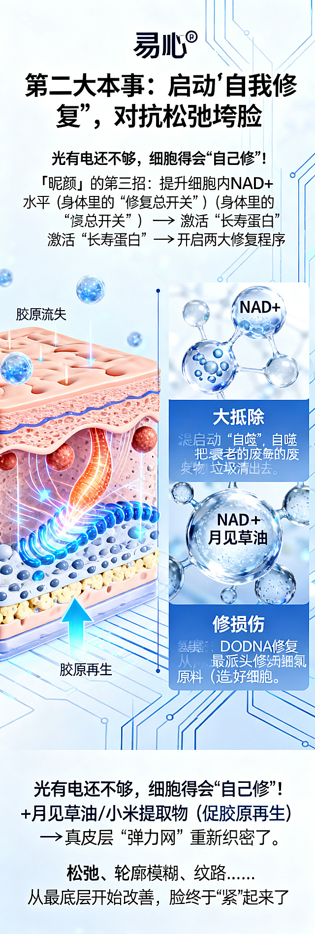 电商产品详情页第三屏，第二大本事主题，延续整体蓝白高端科技风，左侧绘制皮肤真皮层从胶原流失到胶原再生的动态示意图，右侧展示NAD+/氨基酸/月见草油成分特写，配文案：大标题"🛠️ 第二大本事：启动'自我修复'，对抗松弛垮脸"，正文文案"光有电还不够，细胞得会'自己修'！「昵颜」的第三招：提升细胞内NAD+水平（身体里的'修复总开关'）→激活'长寿蛋白'→开启两大修复程序：大扫除：启动'自噬'，把衰老的废物垃圾清出去；修损伤：启动DNA修复，从最源头修好细胞。再加上氨基酸原料（造胶原用的）+月见草油/小米提取物（促胶原再生）→真皮层'弹力网'重新织密了！松弛、轮廓模糊、纹路……从最底层开始改善，脸终于'紧'起来了！"，长竖版详情页单屏设计，高端简约医美风格