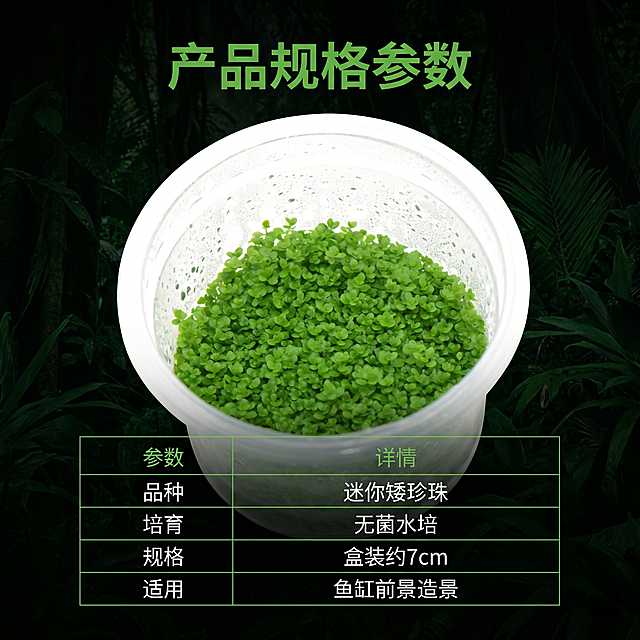 [主图 5] 迷你矮珍珠水草规格参数清晰展示。[氛围风格] 简洁专业，真实黑化背景。[画质] 高清商业质感，文字清晰。[元素] 水草产品居中放置，保持产品外观一致，右下区域放极细线框表格，罗列核心参数。背景保持黑化丛林风格，深绿色调。[光影] 产品明亮，表格区域清晰，整体光影统一。[文字版式] 顶部标题「产品规格参数」绿色粗体。表格内文字：
| 参数 | 详情 |
| ---- | ---- |
| 品种 | 迷你矮珍珠 |
| 培育 | 无菌水培 |
| 规格 | 盒装约7cm |
| 适用 | 鱼缸前景造景 |
表格用细绿线，文字黑色清晰，不遮挡产品主体。[比例分辨率] 1:1，2k分辨率。[负向提示词] 表格错乱，文字模糊，产品变形，遮挡主体