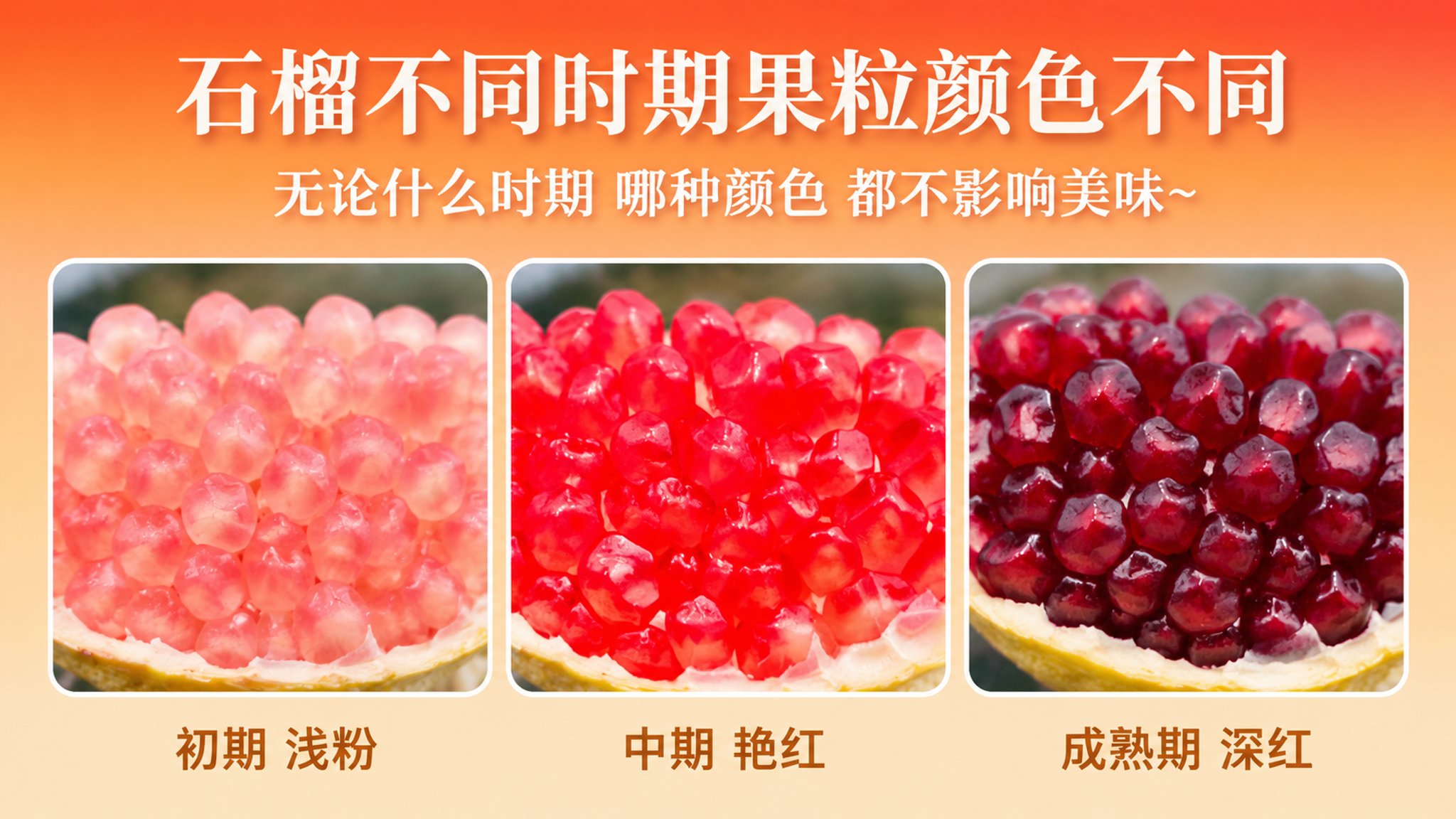 石榴不同时期果粒颜色对比说明图。整体风格与参考图一致：暖橙色渐… - 图片创意预览