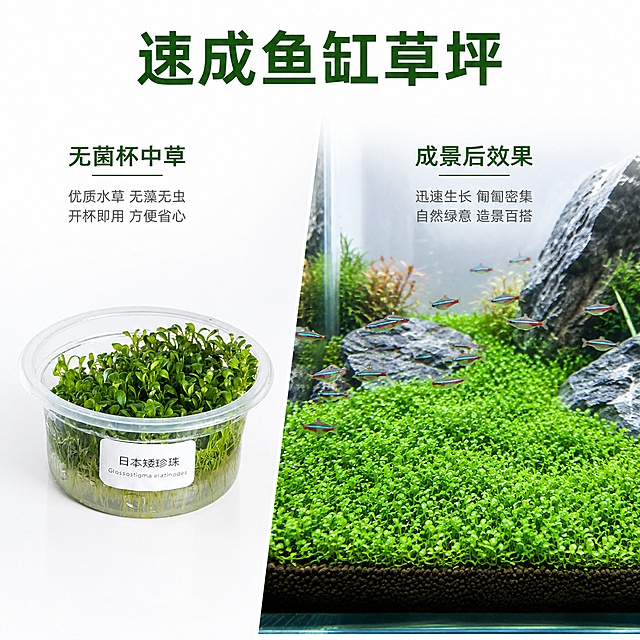 [主图-4] 日本矮珍珠水草造景效果展示图。
[氛围风格] 自然清新鱼缸造景场景；
[画质] 写实水族摄影，清晰通透，自然氛围感。
[元素] 左侧放置无菌杯日本矮珍珠产品，右侧展示鱼缸中日本矮珍珠养成的翠绿草坪造景效果，整体构图左右分栏，真实展示从杯草到成景的变化。保持产品外观与输入一致，造景自然真实，鱼缸清澈透亮。纯白色背景突出产品与造景效果。
[光影] 自然水下柔光，水草翠绿鲜亮，通透干净。
[配色] 白底为主，搭配不同层次绿色，清新自然。
[视角构图] 左右分栏对比，左产品右效果，布局清晰不拥挤。
[文字版式] 顶部居中写「速成鱼缸草坪」深绿色大字，左栏标注「无菌杯中草」，右栏标注「成景后效果」，小字说明清晰不遮挡。
[负向提示词] 变形，文字错乱，鱼缸浑浊，水草发黄，背景杂乱。
