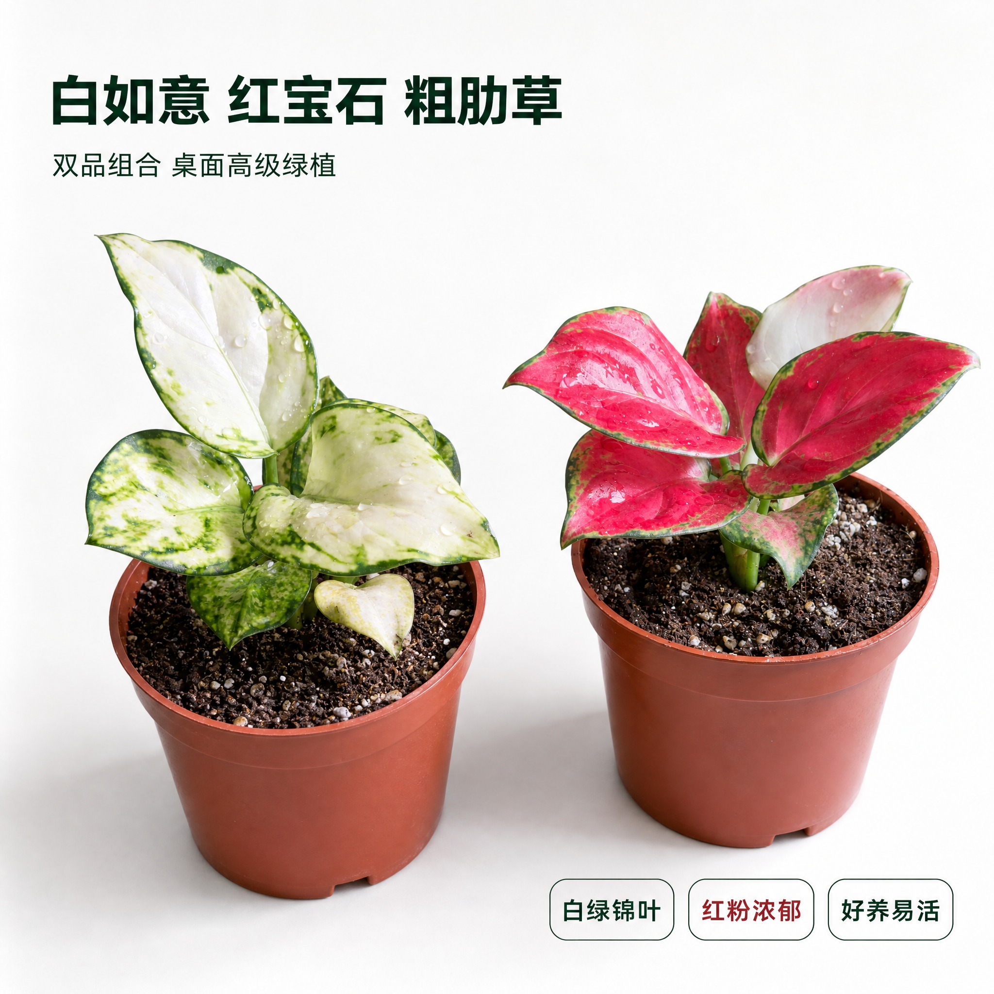 [主图-1] 白如意粗肋草与红宝石粗肋草双品英雄主图，白色背景… - 图片创意预览