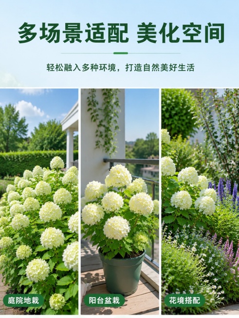 [主图-4] 圆锥绣球多场景应用宫格图；
[氛围风格] 生活化场景展示，清新自然种草；
[画质] 统一自然摄影质感，各场景光线协调，色彩真实；
[元素] 顶部主标题区域，下方宫格分三格展示不同应用场景预览效果