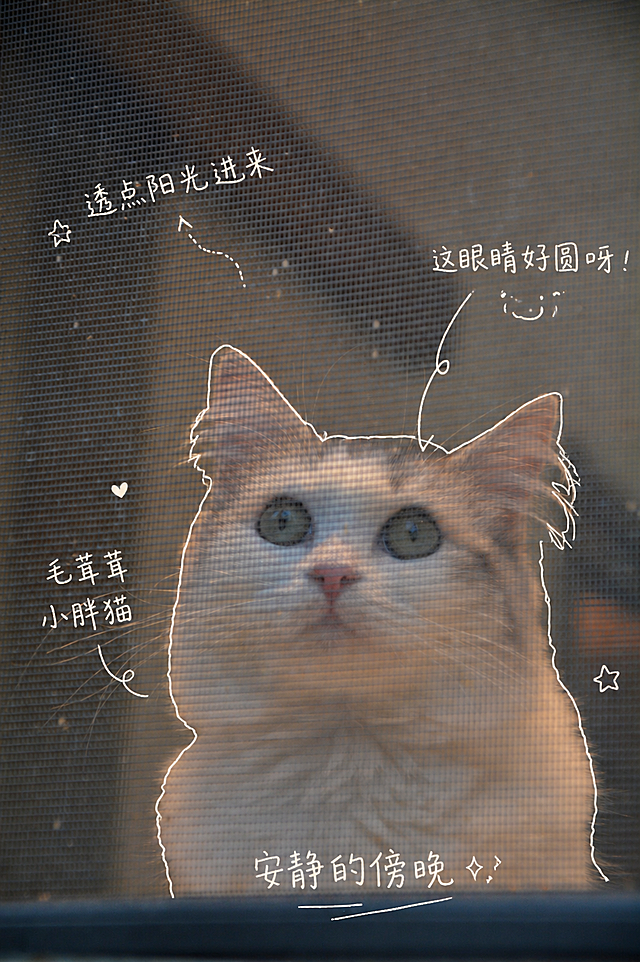 基于这张猫咪纱窗照片，为每个元素添加手绘注释：1. 画法要求：使用白色细线，一笔画风格，线条随意松弛不要工整，沿着物体边缘轻轻描一圈轮廓，适当添加箭头和虚线引导视线；2. 文字风格：中文手写感，偏口语化，句子短小，像日常碎碎念；3. 注释内容：沿着猫咪轮廓标注 "毛茸茸小胖猫"，指向大眼睛标注 "这眼睛好圆呀！"，指向纱窗标注 "透点阳光进来"，底部整体标注 "安静的傍晚✨"；4. 小装饰：可以加一点点小星星和简单表情，不要太多，保留大量留白；5. 整体感觉：像小红书日常随手记录，自然松弛，不用太精致，保持原图原有内容不变，只添加手绘注释元素。