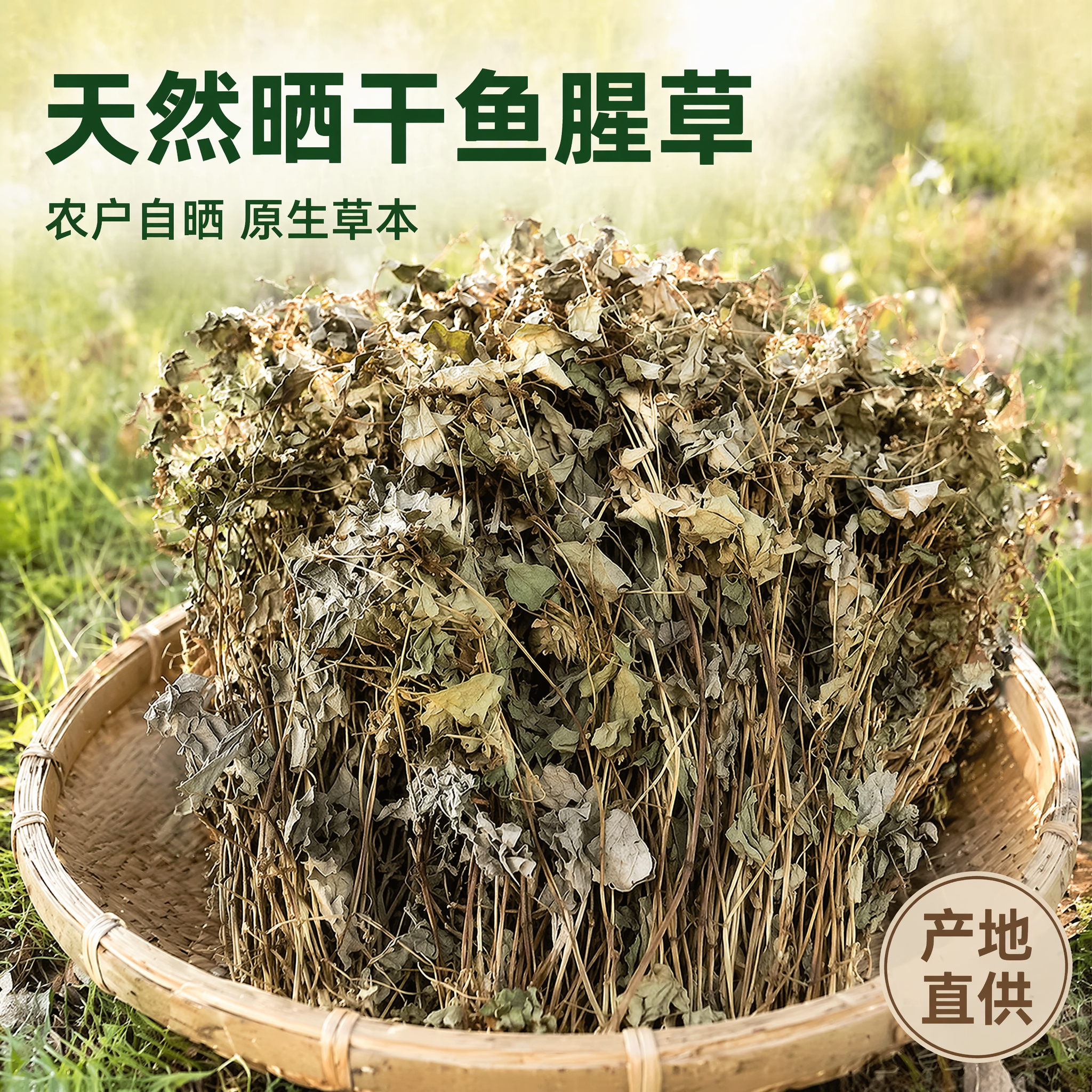 [主图-1] 天然晒干整株干鱼腥草首图，突出产品整体全貌与原生… - 图片创意预览