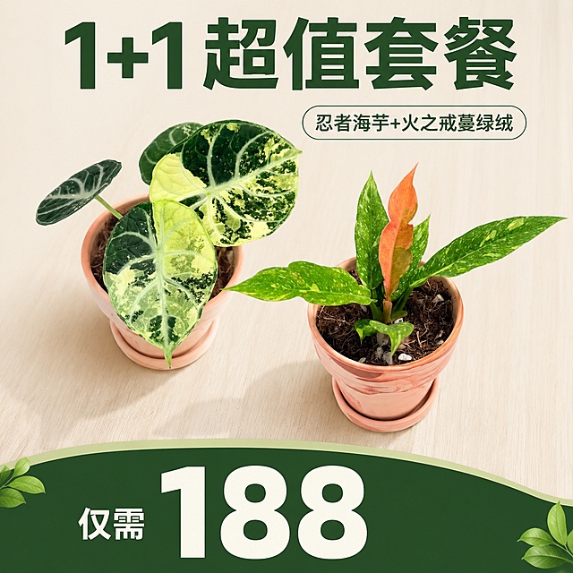 使用电商主图技能生成1张比例1:1的电商主图，适配平台为小红书，商品为「图片1」「图片1」，商品卖点为【1+1套餐】忍者海芋+火之戒蔓绿绒 仅需188，