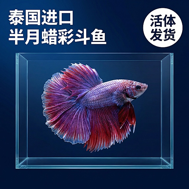 [主图 1] 首图重新生成泰国半月蜡彩斗鱼
[主图主题] 高品质泰国半月蜡彩斗鱼首图
[氛围/风格] 现代简约水族风，干净通透，高级质感
[画面元素] 原图片中的泰国斗鱼保持外观100%一致，蜡彩渐变半月大尾鳍，斗鱼居中悬浮展示，背景用渐变深蓝色缸体背景，干净突出主体，冷调侧光突出斗鱼鳞片光泽和尾鳍渐变纹理，全屏无边框，背景简洁不抢主体
[配色色系] 主色调：深邃渐变蓝背景，保留斗鱼本身红紫蜡彩渐变，对比鲜明突出主体
[视角构图] 中心对称构图，斗鱼主体占画面65%，视觉冲击力强
[文字版式] 主标题“泰国进口 半月蜡彩斗鱼”，右上角圆形标签“活体发货”，文字用白色无衬线粗体，左上角排版，不遮挡斗鱼主体，视觉层次清晰
[比例分辨率] 1:1 比例，2k 分辨率，严格保留斗鱼原有外观特征