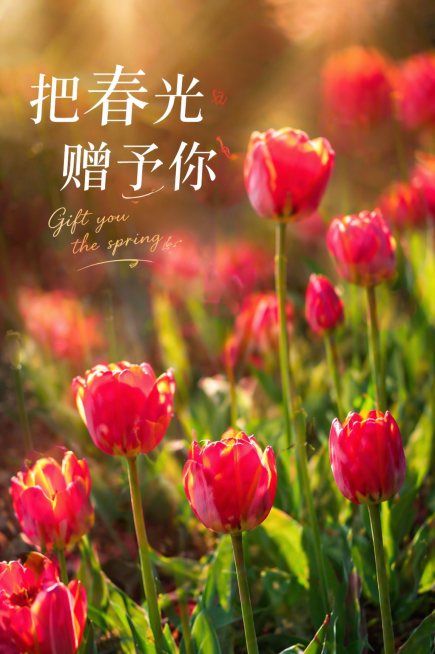 优化图片为高清4K画质，调整为偏暖色调，更换为干净背景，使用大光圈虚化效果，添加主标题文字"把春光赠予你"，搭配英文文字"Gift you the spring"，整体风格清晰高级预览效果