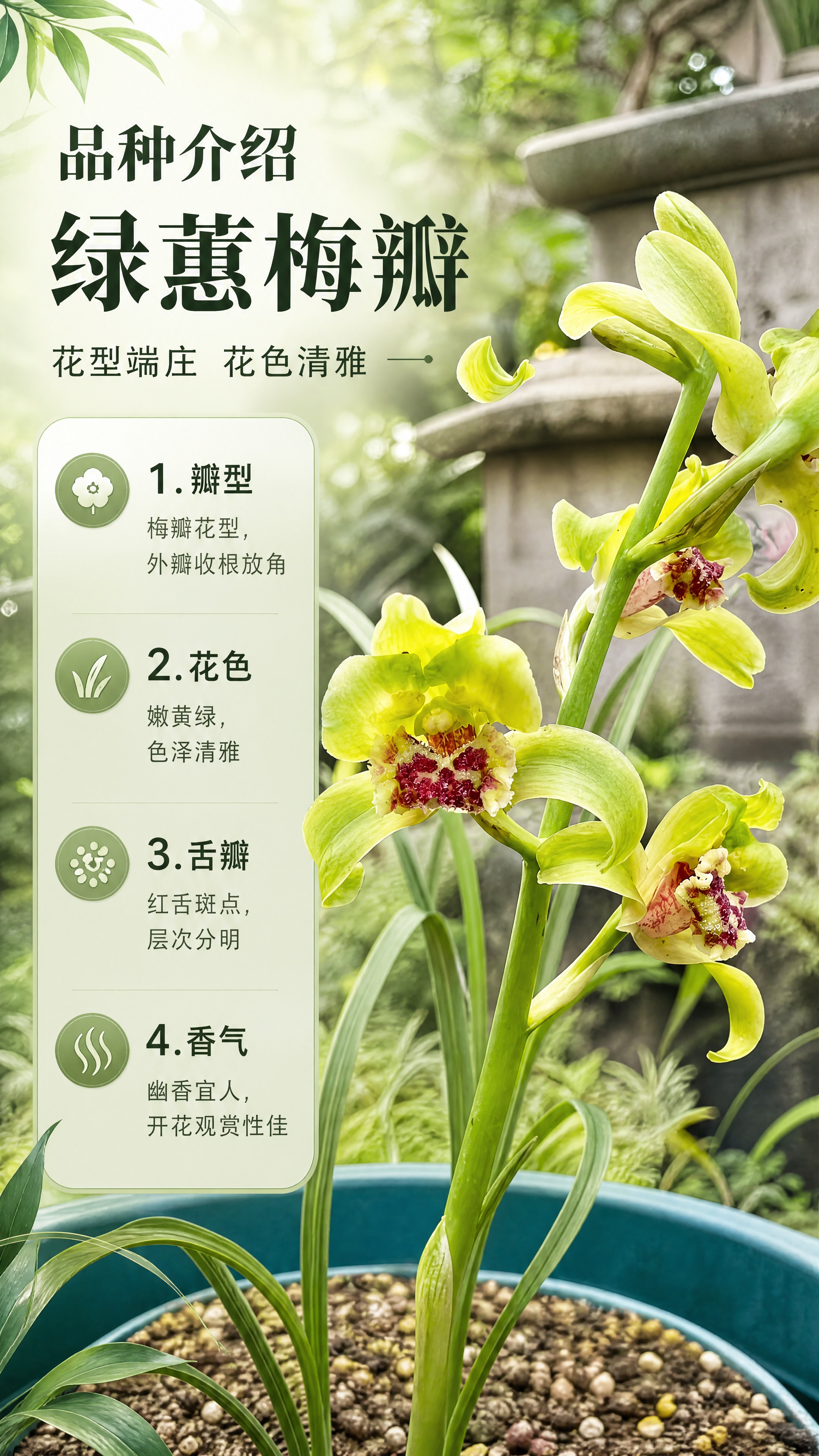 [商品] 使用【图1】蕙兰绿蕙梅瓣兰花苗；保留黄绿色花瓣、红色… - 图片创意预览
