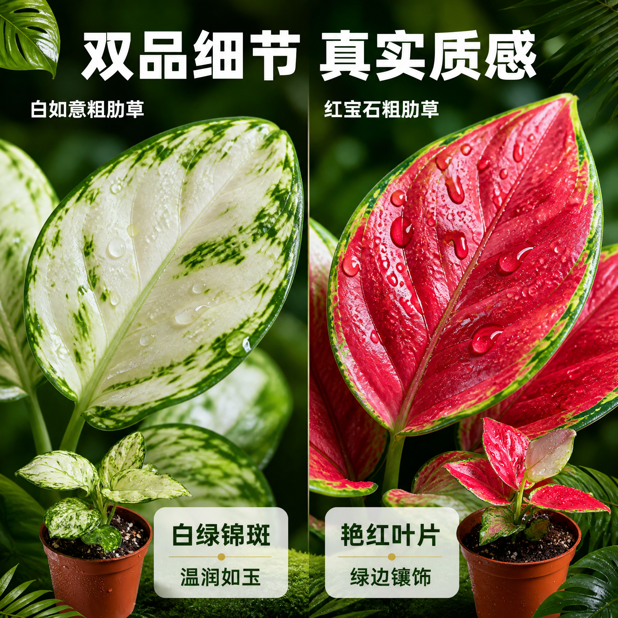 [主图-4] 白如意与红宝石粗肋草 叶片细节质感对比主图。 [… - 图片创意预览