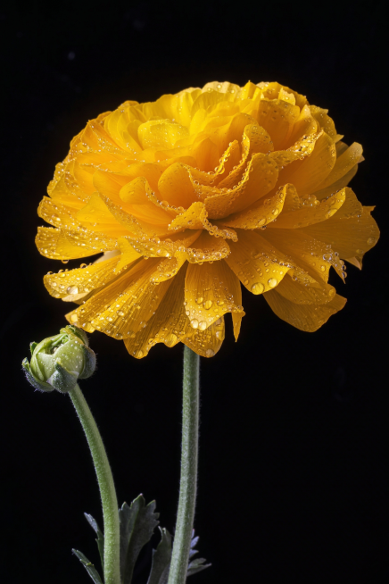 花朵上加一些水珠，花的颜色不变预览效果