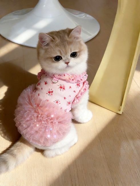 图二小猫的衣服换成换成图一小狗的衣服明暗关系强烈，使图2匹配图1中正确的光影和透视关系预览效果