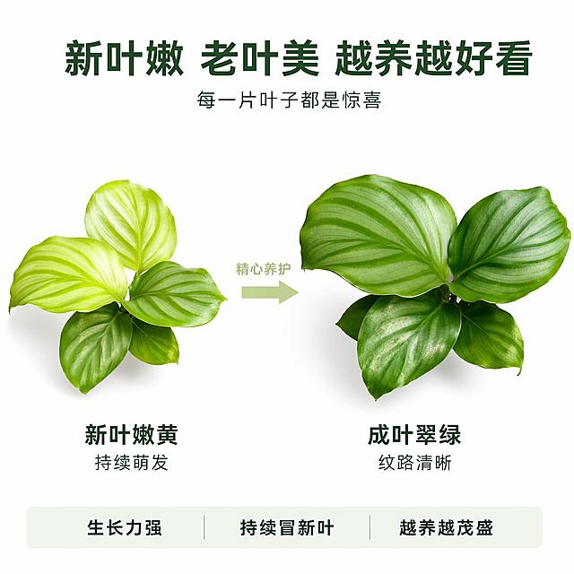 [主图-9] 青苹果竹芋苗新老叶对比生长图 白底信息图。
[氛围风格] 专业真实 生长力展示 商业摄影质感；
[画质] 超高清商业摄影 光线均匀 叶片细节清晰。
[元素] 画面左右分栏 左侧是青苹果竹芋苗的新叶特写 嫩黄绿色 叶片小巧饱满 右侧是成熟叶片特写 深绿色带清晰条纹 叶片更大更舒展。中间有一个向右的箭头表示生长过程。上下都有留白 纯白色背景。保持叶片颜色 纹理 形态与输入产品图绝对一致 杜绝任何变形和色差。
[光影] 正上方柔光均匀布光 左右两侧叶片受光一致 颜色对比真实自然 叶脉纹理清晰 整体明亮通透。
[配色] 主色嫩绿 深绿 白；辅色深绿文字 浅绿箭头。
[视角构图] 左右对比布局 两叶大小相近 对称摆放 中间箭头连接 上方留白给标题 下方留白给说明。
[文字版式] 顶部居中大字主标题"新叶嫩 老叶美 越养越好看" 深绿色粗体无衬线 下方小字副标题"每一片叶子都是惊喜"。左侧新叶下方标注「新叶嫩黄」「持续萌发」 右侧老叶下方标注「成叶翠绿」「纹路清晰」 都是两行 上粗下细 深绿色。中间箭头上方标注"精心养护" 小字浅绿色。底部极浅绿横条内三个短句 「生长力强」「持续冒新叶」「越养越茂盛」 等距排列 深绿字。
[输出要求] 1:1比例 文字清晰锐利 超高清商业摄影质感。
[负向提示词] 变形 文字错乱 产品模糊 背景杂乱 水印 电商平台Logo 人手 花盆 枯黄叶。