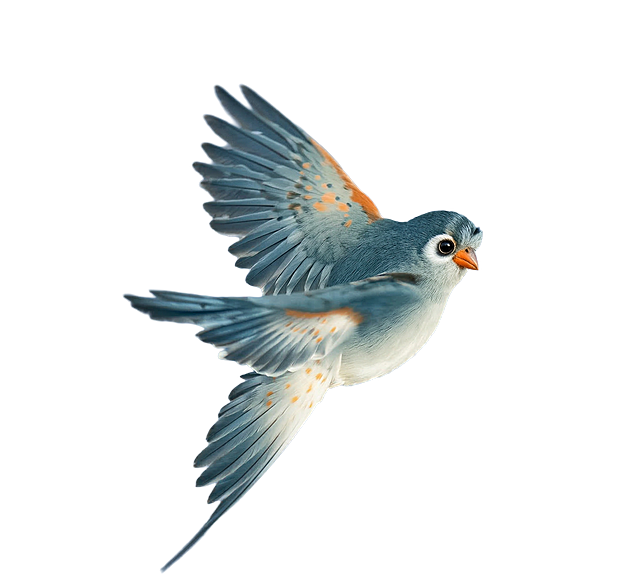 参考提供的小鸟形象，生成真实的飞鸟摄影照片，主体为现实中飞翔的同外观小鸟，羽毛蓝白为主，翅膀带淡橙点缀，橙色喙，背景为真实的浅青色天空，光线自然，质感写实逼真