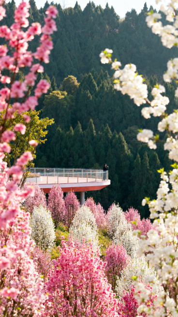 成都龙泉山丹景台春季赏花，漫山遍野盛开的桃花樱花，郁郁葱葱的森林，观景台远眺，春日晴朗，生机盎然，清新自然预览效果