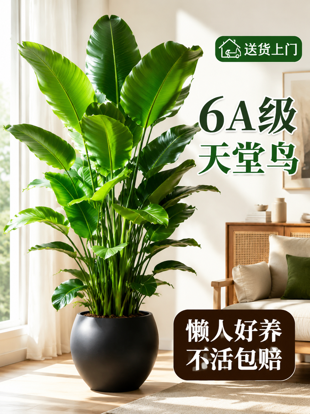 淘宝天猫电商主图，3:4竖版，画面主体是一盆大型6A级天堂鸟绿… - 图片创意预览