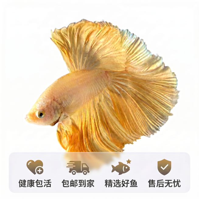 预览效果