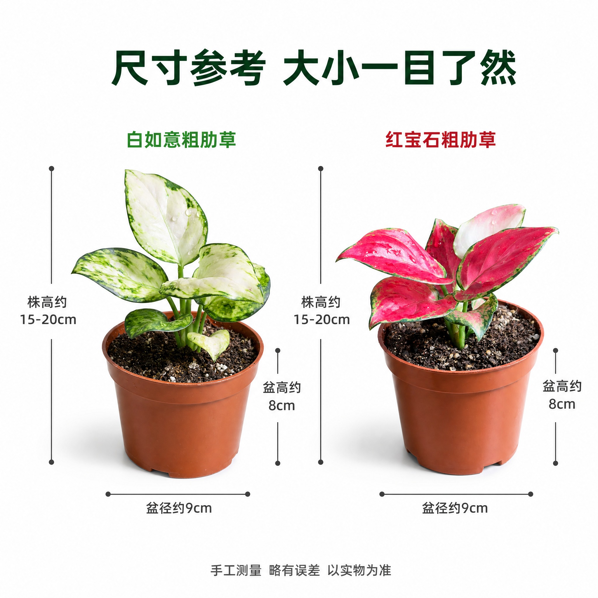 [主图-6] 两款粗肋草尺寸规格信息主图，亮白色背景，清晰展示… - 图片创意预览