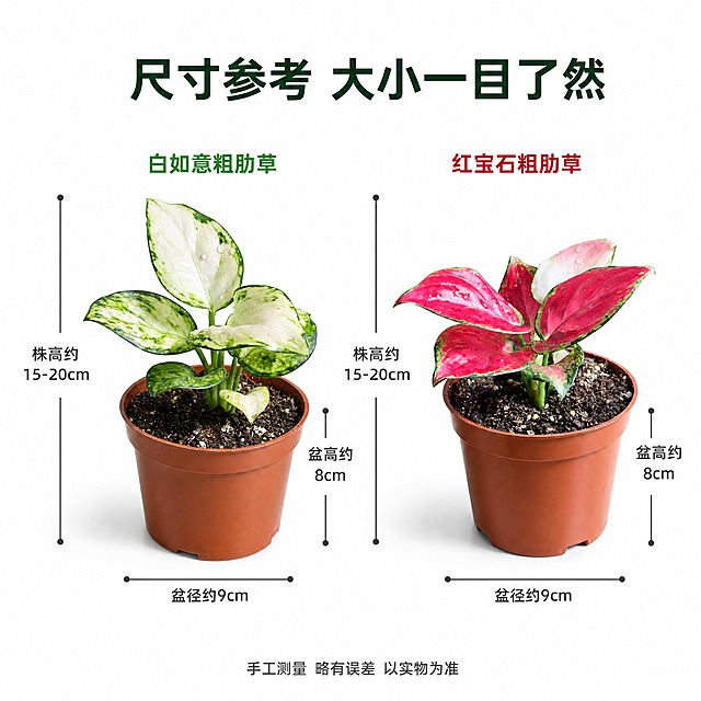 [主图-6] 两款粗肋草尺寸规格信息主图，亮白色背景，清晰展示植株高度与盆器尺寸，方便用户参考。
[统一基调] 亮白色纯净背景，商业摄影级高级质感，自然柔和顶光，真实叶片纹理与水珠光泽，字体为简洁现代无衬线黑体，主标题深墨绿色，辅助文字深灰色，强调色用植物叶片的红与绿呼应，整体干净通透、高级简约。
[画面] 画面左右并列放置两盆粗肋草盆栽，左侧白如意粗肋草，右侧红宝石粗肋草，均为棕红色塑料原盆。两盆植物高度相近，整体株高约15-20cm左右。每盆植物旁边用细线条标注尺寸：从花盆底部到植株最高叶片顶端的总高度标注，花盆口径标注，花盆高度标注。尺寸线为细深灰色线条，端点有小圆点，尺寸数字清晰标注在线条旁。背景为纯净亮白色，底部有柔和投影。
[光影质感] 商业摄影棚拍质感，光线均匀柔和，植物与盆器立体感真实，叶片有自然光泽，尺寸标注线清晰不突兀，整体干净专业。
[配色] 背景亮白色，尺寸线与数字深灰色，标题深墨绿色，两款植物名称分别用绿色和红色标注区分。整体清晰易读。
[文字版式] 画面顶部中央主标题大字"尺寸参考 大小一目了然"。左侧白如意旁标注"株高约15-20cm"、"盆径约9cm"、"盆高约8cm"；右侧红宝石旁标注同样尺寸。底部小字一行"手工测量 略有误差 以实物为准"。字体统一为现代无衬线黑体，数字字号稍大醒目。
[输出要求] 1:1正方形 2048*2048 2K分辨率，尺寸标注清晰可读，植物真实自然，文字准确。负向：尺寸线模糊、数字不清、植物变形、背景杂乱、水印、多余装饰元素。