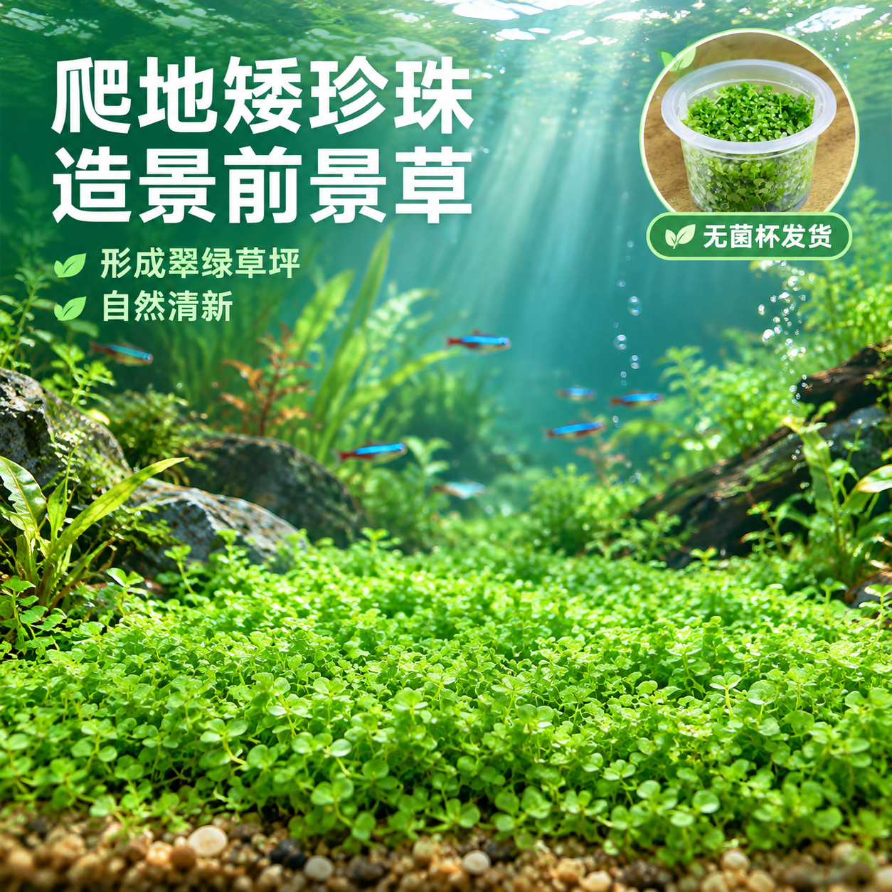[主图-5] 造景场景使用效果，主题：鱼缸造景 前景草坪。 [… - 图片创意预览