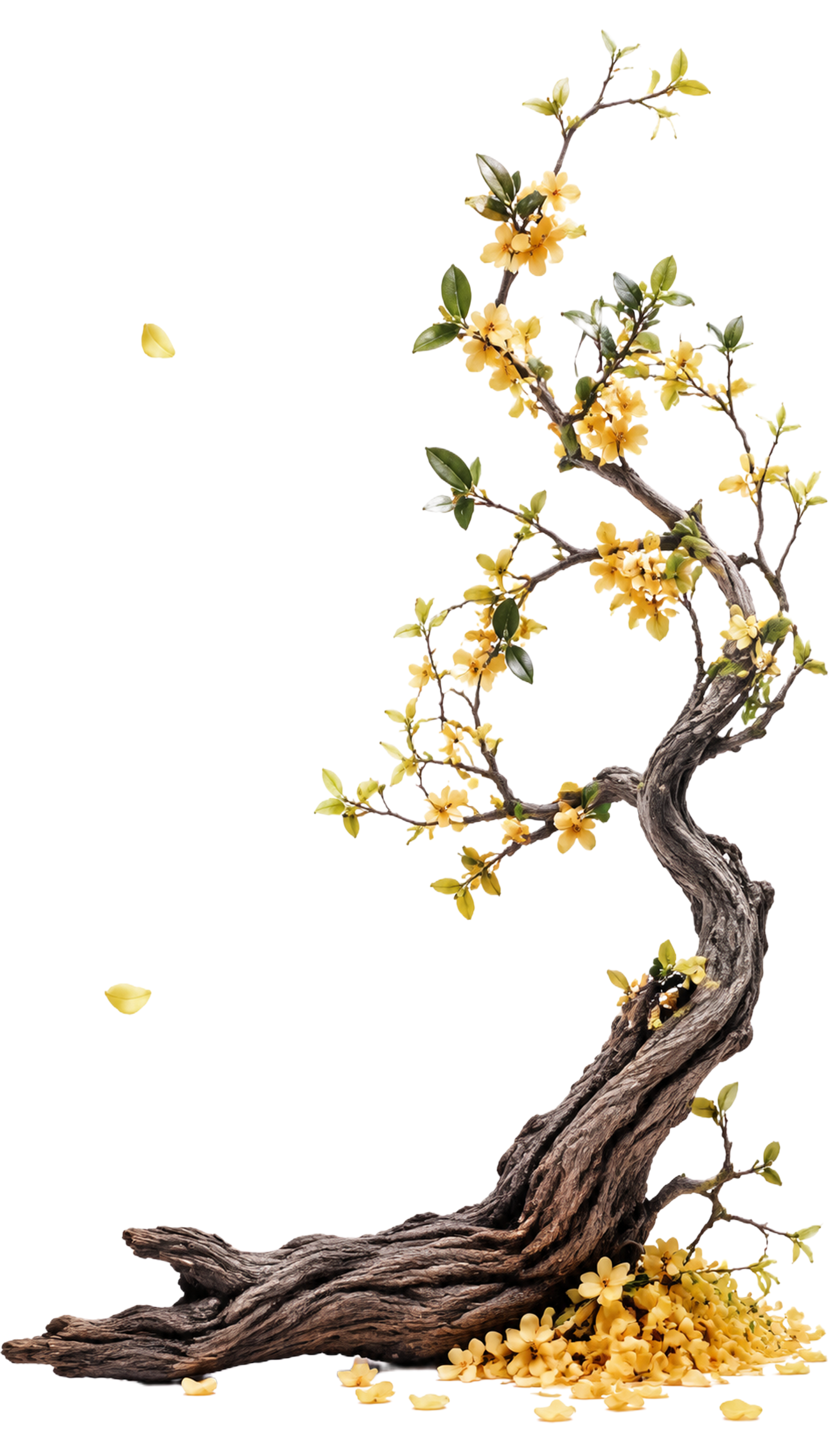 竖长构图，新中式禅意枯枝黄花静物摄影，纯白透明底免抠素材，国风… - 图片创意预览