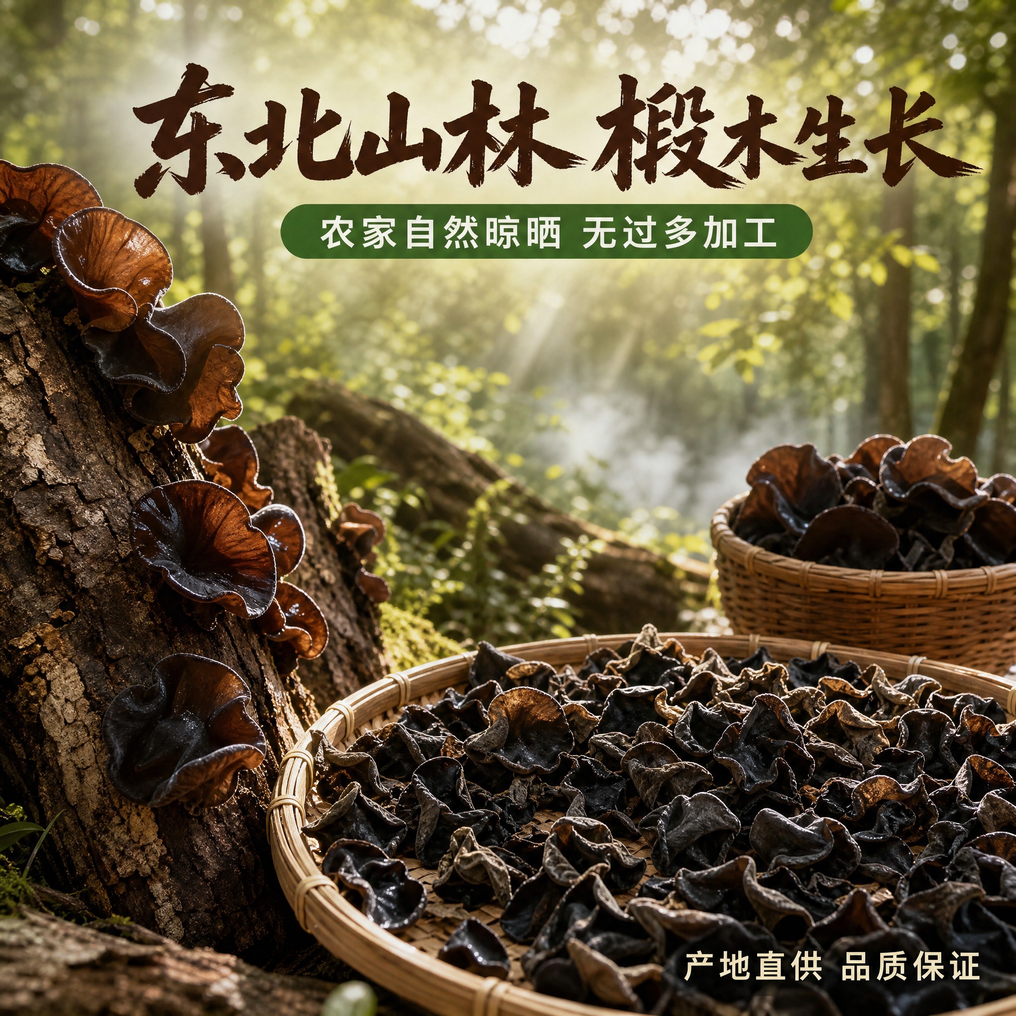 [主图-2 秋木耳产地图] 东北山林椴木生长 农家晾晒 产地溯… - 图片创意预览