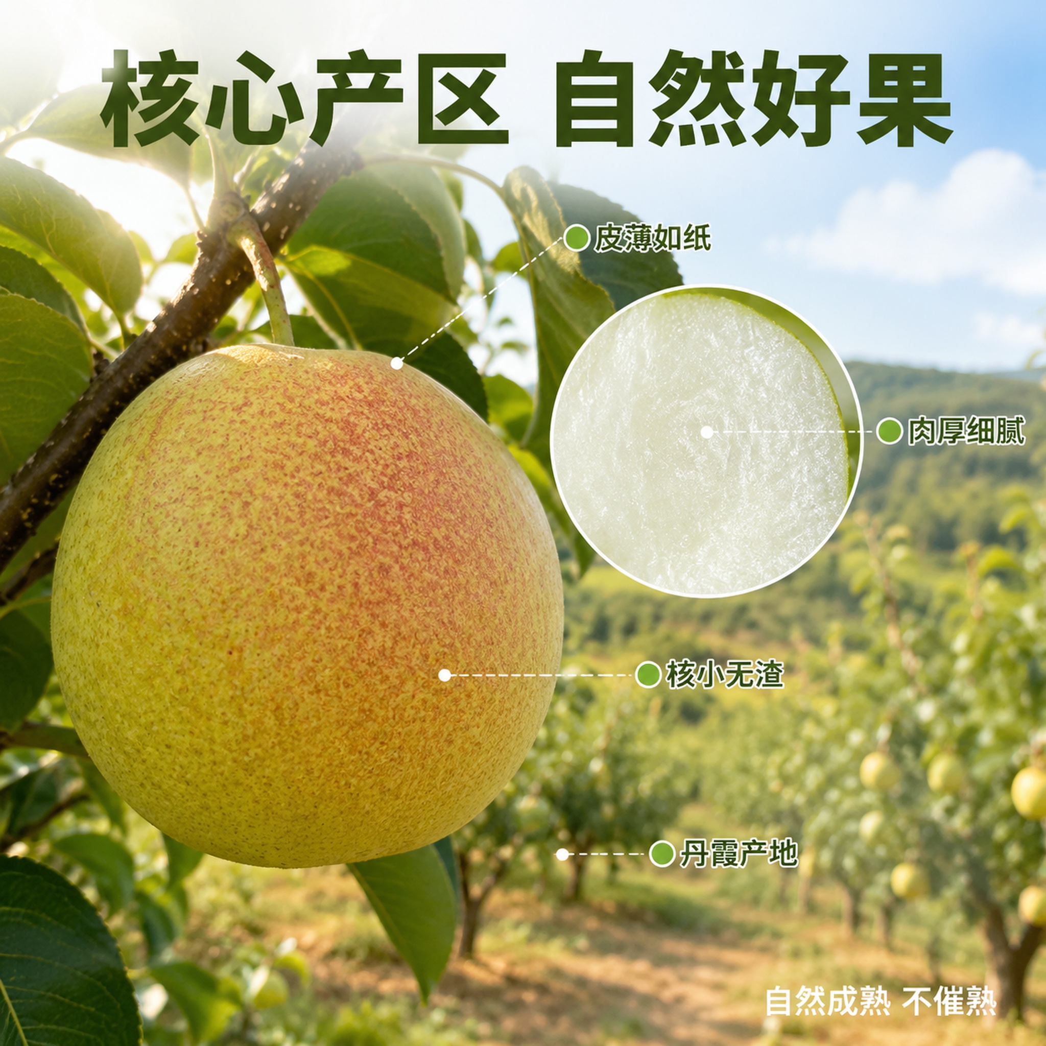 [主图-2] 丹霞红酥梨核心亮点图 产地溯源与品质卖点 [氛围… - 图片创意预览