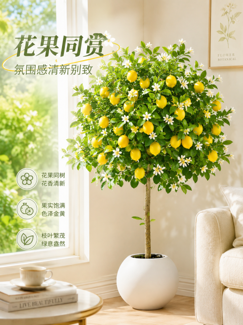 盆栽柠檬树，花果同赏，枝叶繁茂翠绿，树形饱满舒展，青白小花搭配金黄果实，摆放在奶油风客厅窗边，氛围感清新自然，整体画面干净清新，适合淘宝主图，添加文字卖点"花果同赏，氛围感清新别致"预览效果