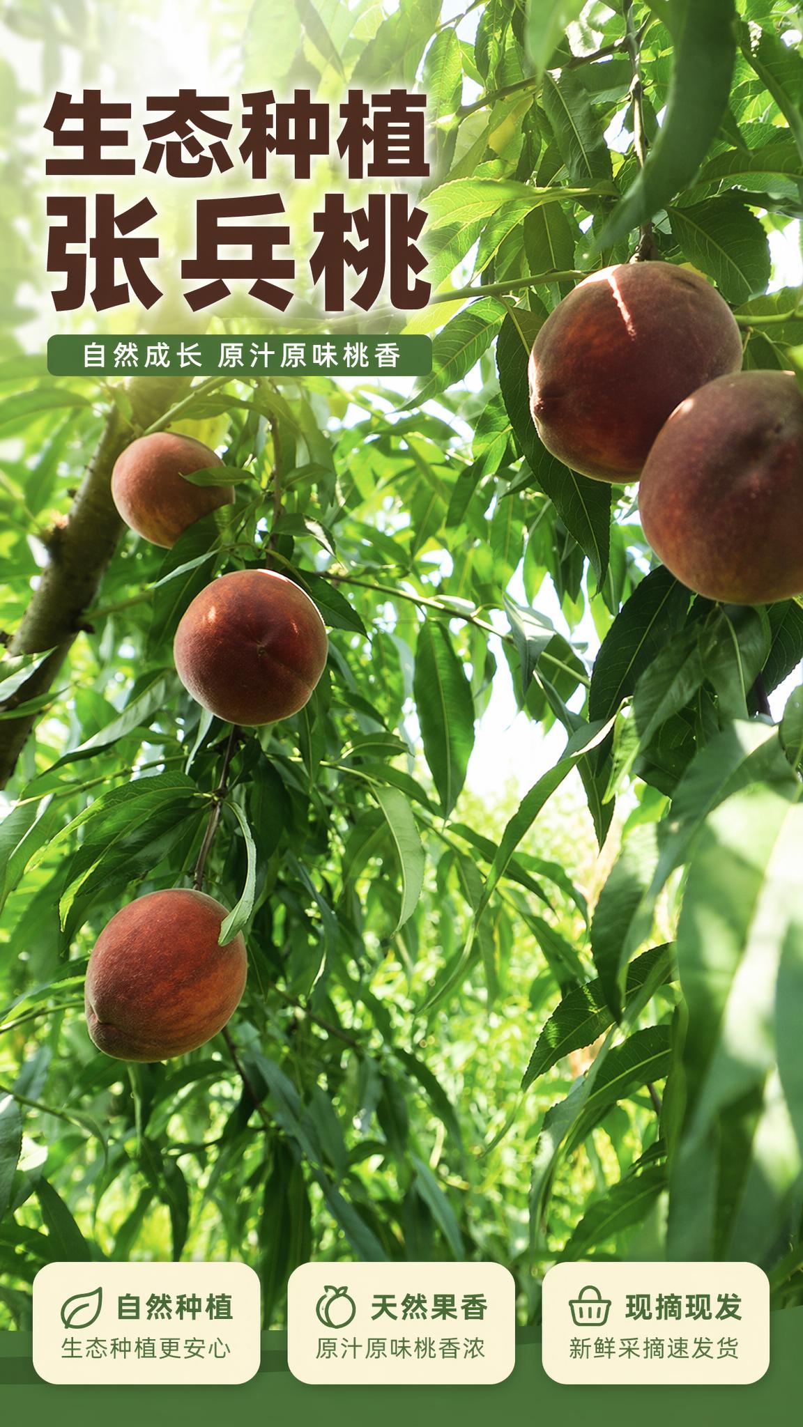 [第1屏] 详情页头图主视觉-生态种植张兵桃宣传海报。背景替换… - 图片创意预览