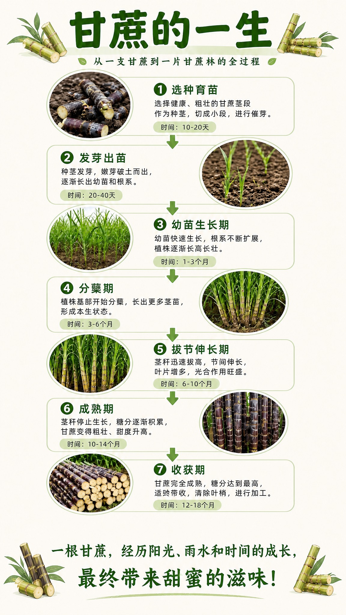 基于参考图进行修改：去掉底部的「小知识」整个板块，去掉右下角的… - 图片创意预览