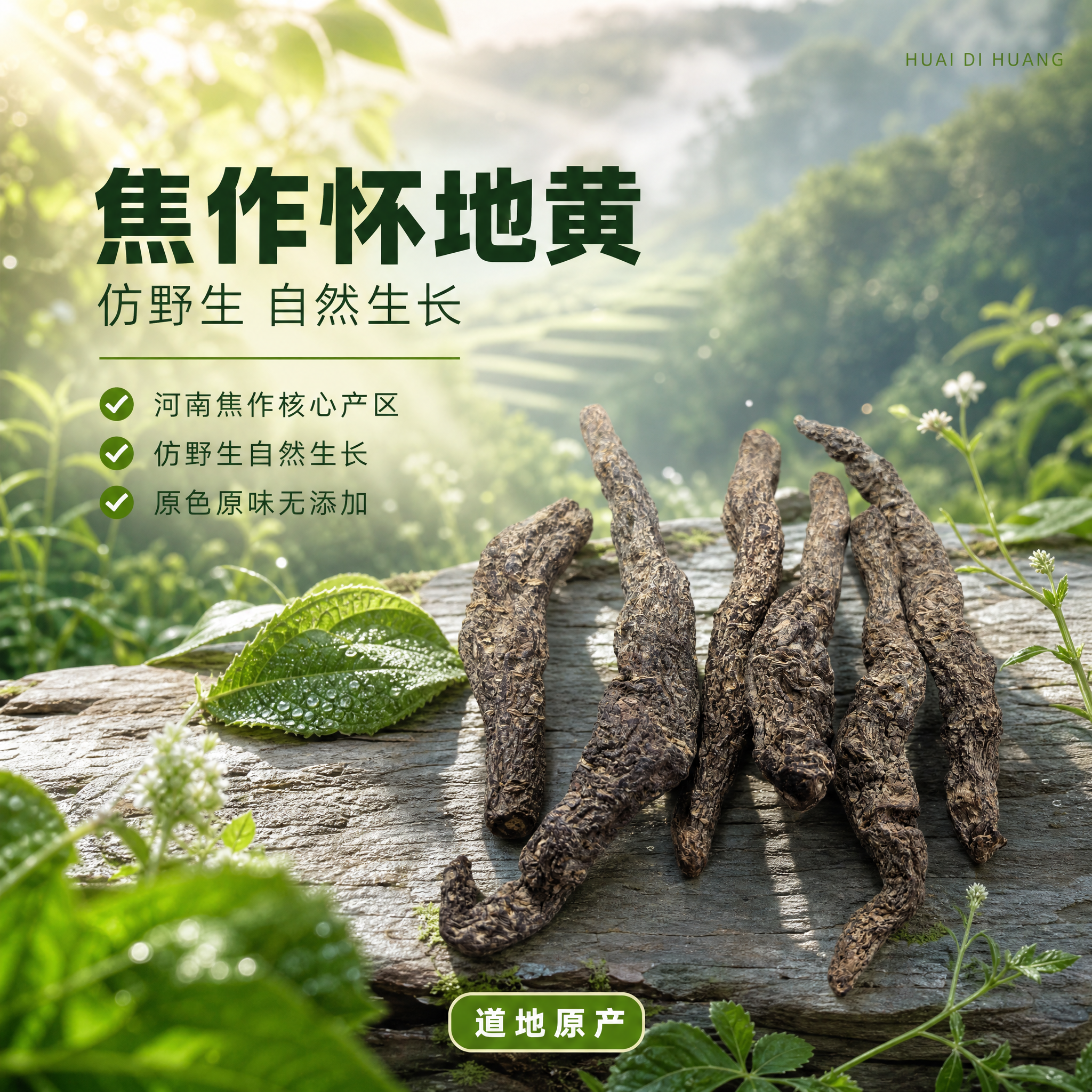 [单张主图] 河南焦作仿野生怀地黄 自然绿色清新风主图 产地生… - 图片创意预览