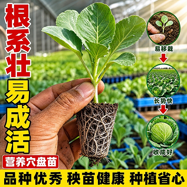 [主图-3] 主题：绿甘蓝苗根系壮 易成活 种植省心 细节卖点图。
[统一基调] 拼多多风格，大字直白、接地气、高性价比感；整体绿色田园主色调，标题用红底白字+黄字粗黑大字，辅助文案用深绿/黑色粗体；底部通栏黄底黑字大卖点；字体全部用超粗黑体，字号层级分明，主标题最大最醒目。
[画面] 画面中心特写一株健壮的绿甘蓝穴盘苗，被一只手的两根手指轻轻捏住茎基部展示，苗株有4-5片真叶，叶片浓绿肥厚有光泽，茎秆粗壮。重点突出根部：黑色营养土坨完整不散，白色根系发达密集、缠绕土坨，根须清晰可见，体现根系发达易成活。手部皮肤黝黑有泥土，真实农民手。背景是虚化的育苗大棚内部，能看到模糊的蓝色穴盘和成片的绿苗，阳光从侧面照入，有丁达尔光效。画面右侧放三个小图标式圆形小图，分别展示：① 移栽入土场景 ② 田间生长场景 ③ 收获的甘蓝球，用箭头串联表示成长过程。
[光影质感] 侧光自然光，根系和土坨纹理清晰，叶片有通透感，手部皮肤纹理真实，整体明亮有生机。
[配色] 主色调深绿+嫩绿，土壤棕褐色，标题红色配白边，底部通栏明黄色配黑色粗字，对比强烈。
[文字版式] 左上角竖排主标题：红色超粗黑体"根系壮" + 黄色超粗黑体带黑边"易成活"。左下角红底白字标签："营养穴盘苗"。底部通栏黄底黑超粗黑体："品种优秀 秧苗健康 种植省心"。右侧三个小圆图下方分别配小字："易移栽" "长势快" "收成好"。
[输出要求] 1:1正方形，2048x2048，文字清晰锐利无错字，根系细节清晰，主体突出；负向：变形、模糊、错字、水印、平台Logo、手指畸形、根系虚假不自然。