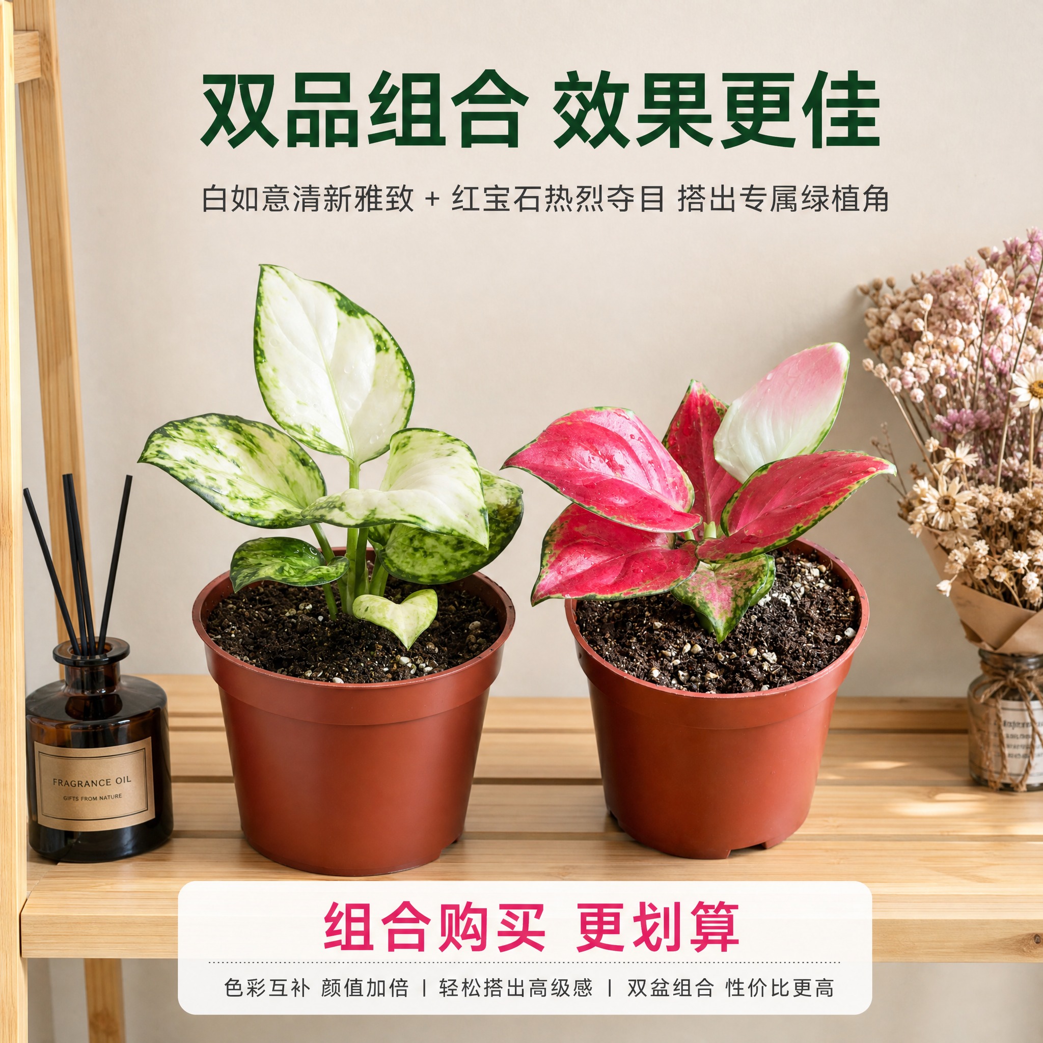[主图-10] 粗肋草组合购买推荐主图，唯一任务是展示两款粗肋… - 图片创意预览