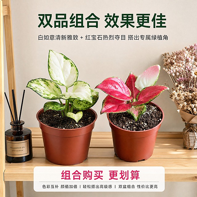 [主图-10] 粗肋草组合购买推荐主图，唯一任务是展示两款粗肋草组合摆放的效果，引导用户双品购买，提升客单价。
[统一基调] 真实高级商业摄影质感，柔和自然的室内光线，整体色调温暖清新，字体用简洁无衬线黑体，主标题深绿色，强调色玫红色，辅助文字深灰色。
[画面] 场景为浅木色置物架的一层隔板上，左右并排放置白如意粗肋草和红宝石粗肋草两盆植物，采用平视角度，两款盆栽组合主体占画面50%左右。置物架上还搭配有小型香薰瓶和干花束作为点缀，背景是浅米色墙面，柔和自然光从前方照射。白如意的清新白绿与红宝石的艳丽玫红形成色彩对比又和谐搭配，一冷一热、一静一动，展现组合摆放的视觉美感。画面上方有组合推荐主题，下方有组合购买的价值说明。
[光影质感] 自然室内柔光质感，前方主光均匀柔和，叶片色彩真实饱满，置物架和背景有自然光影过渡，整体温馨有格调，两款产品组合效果自然。
[配色] 整体暖白+原木色为主，白绿与玫红双色叶片形成视觉焦点，主标题深森林绿，强调文字玫红色，和谐有层次。
[文字版式] 画面顶部居中主标题「双品组合 效果更佳」，下方小字「白如意清新雅致 + 红宝石热烈夺目 搭出专属绿植角」，底部一行强调文字「组合购买 更划算」用玫红色突出，文字横排居中对齐，无衬线黑体，字号层级分明，清晰易读。
[输出要求] 1:1正方形，2048x2048像素，场景真实自然，两款产品清晰，文字清晰可读，无变形、错字、模糊、杂乱、水印、平台Logo。