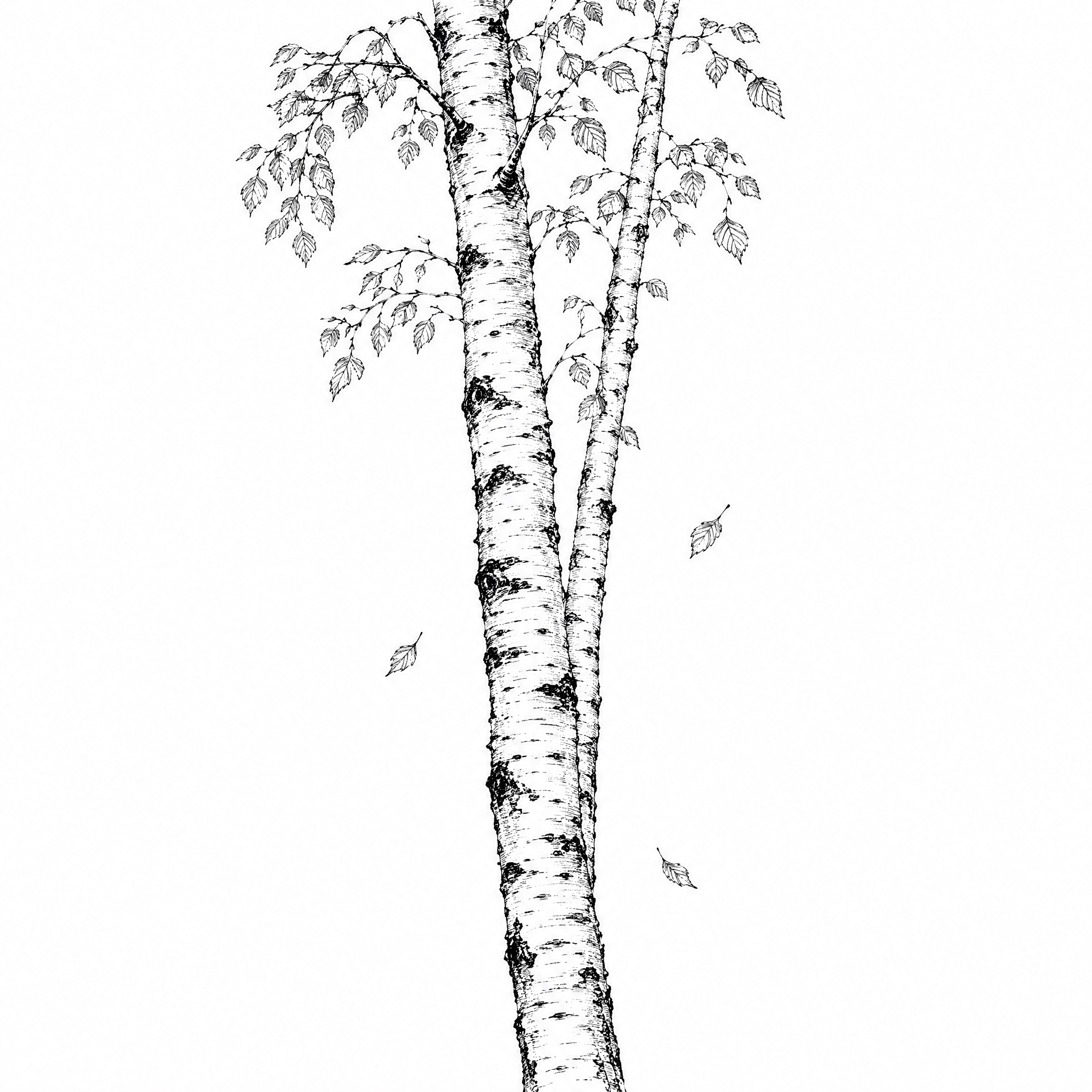 参考图中包装上的黑白铜版画/古典植物雕版线描风格，重新绘制一幅… - 图片创意预览