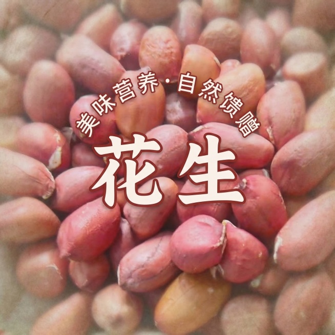 基于图片中的红皮花生，设计花生图案，花生图案中间有“花生”两个字，花生上方有半圈小字，图片边缘做模糊虚化处理，不要太清晰预览效果