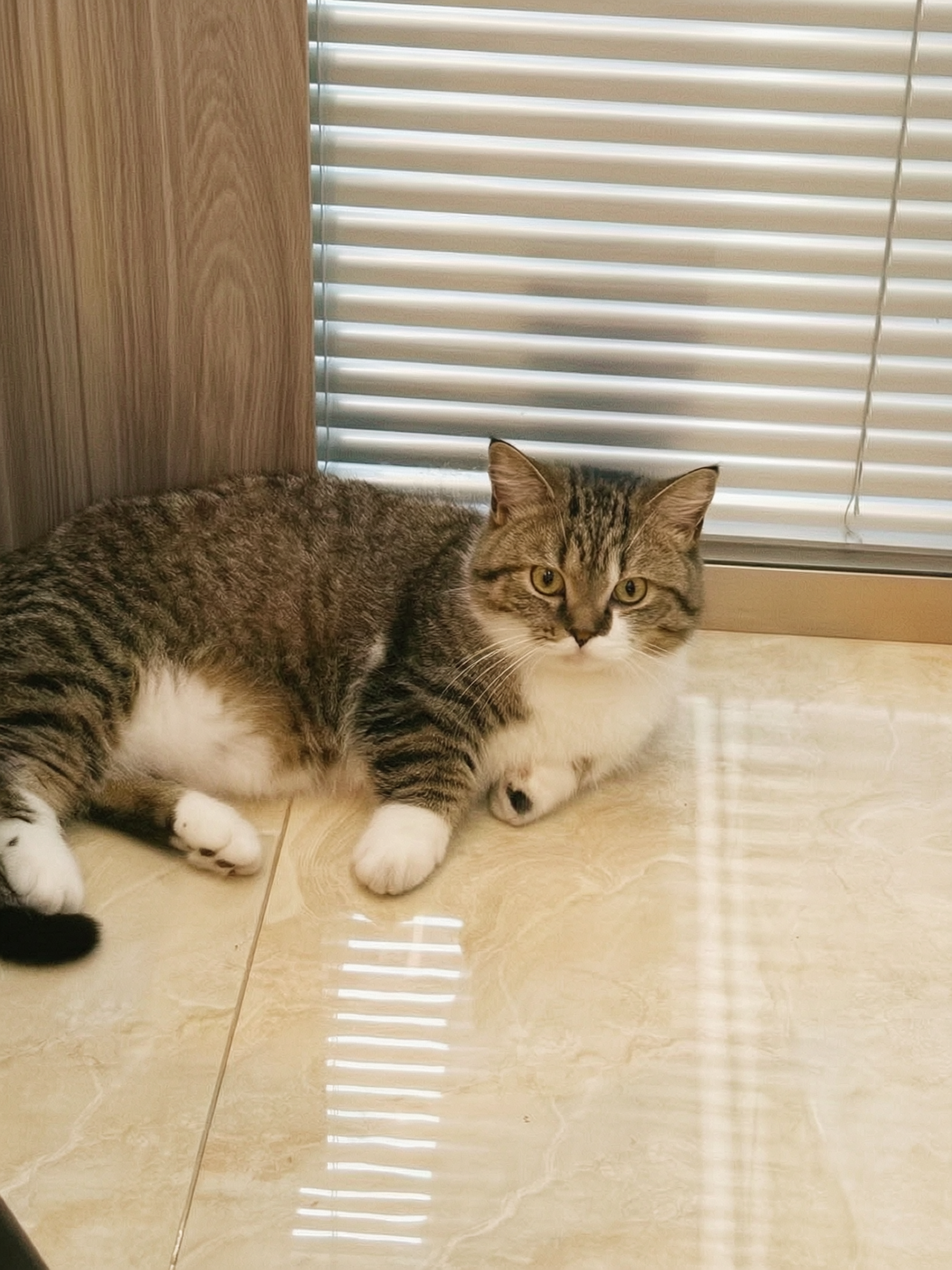 参考真实夏日胶片人像摄影的质感，将这张猫咪照片转换为通透自然的… - 图片创意预览