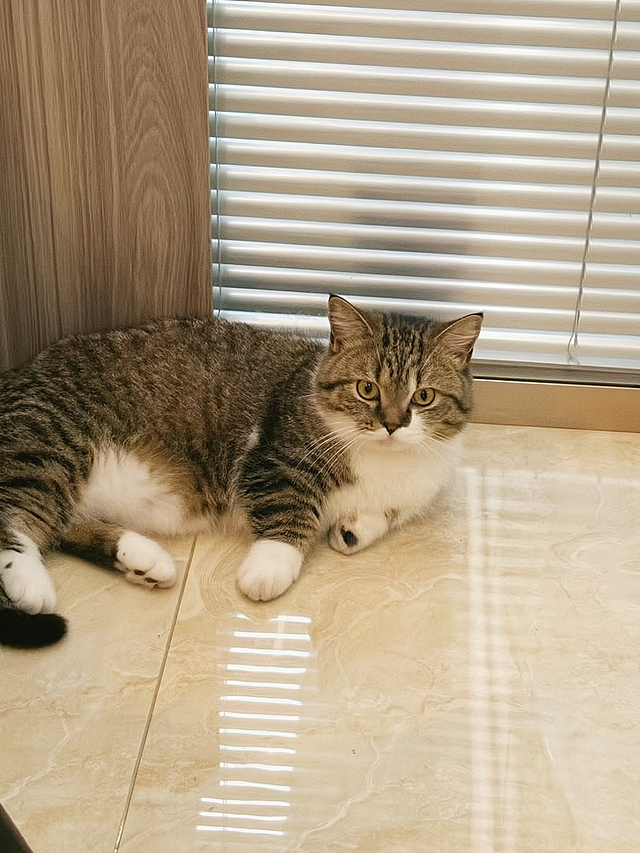 参考真实夏日胶片人像摄影的质感，将这张猫咪照片转换为通透自然的胶片风格。保持猫咪的五官、毛色、姿态、构图和室内场景完全不变，主体与背景边缘过渡自然柔和，不要产生生硬抠图感。画面加入均匀细密的胶片颗粒，色彩处理为清爽暖调：肤色/环境呈现温暖的浅金色调，柔和高光，暗部通透不闷，整体像用真实胶片相机在夏日自然光下拍摄的大片质感。