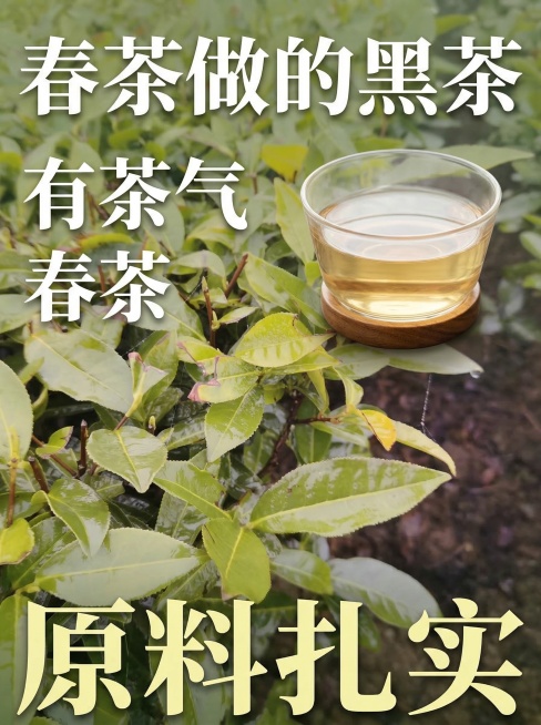 自然简约风格春茶封面，标题“理性党买春茶”，在图片顶部茶杯后方加上粗体衬线白色大字“春茶做的黑茶”，中部偏左位置添加左对齐粗体衬线白色大字“有茶气”，底部添加超大粗体浅黄色衬线字体“原料扎实”，保留原预览效果