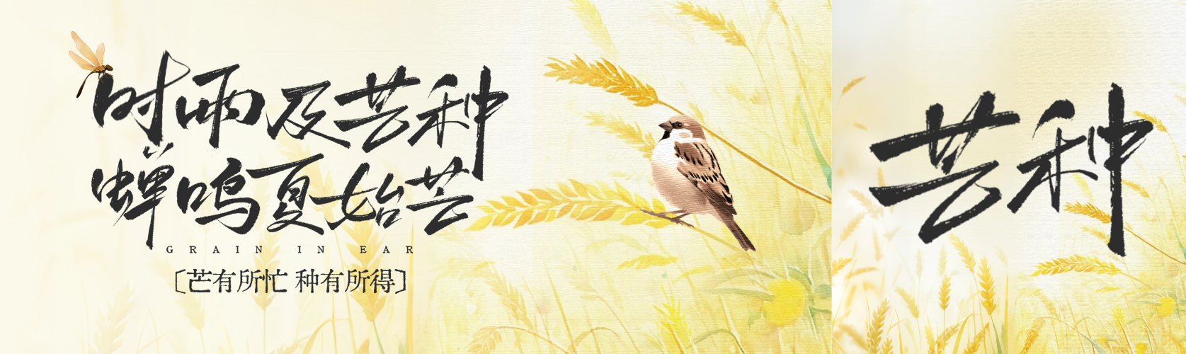 芒种节气祝福节气水稻插画通用微信公众号双封面预览效果