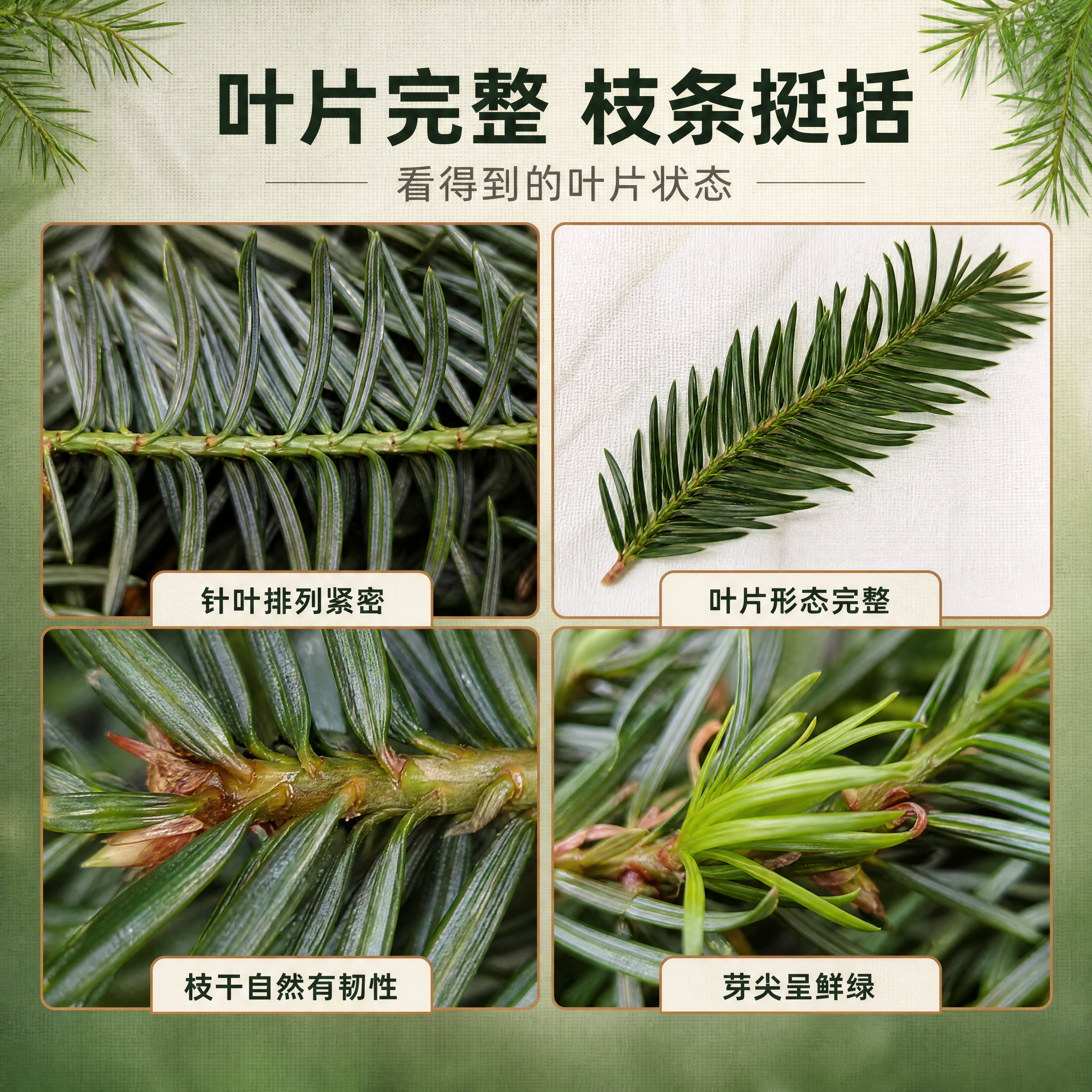【商品】以【图3】的杉叶微距与【图1】【图4】的整体形态为准，… - 图片创意预览