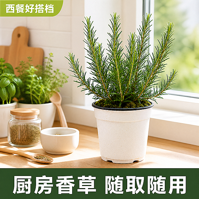 [主图-4] 迷迭香居家场景展示图，展示实际摆放效果。[氛围风格] 清新自然国内电商风格，直白醒目突出性价比。[画质] 商业摄影质感，光线柔和通透，产品清晰真实，画面干净高级。[元素] 迷迭香盆栽放置在厨房窗台，旁边搭配简单厨具和其他小型香草盆栽，营造自然清新居家烹饪氛围。保持迷迭香产品外观（物理结构、材质质感、颜色）与输入产品图绝对一致，杜绝任何变形和色差，精细化处理。商品主体占比控制在60%左右，画面满屏无边框。[光影] 自然窗台散射光，柔和温暖，氛围清新舒适。[配色] 整体绿色自然色调，搭配厨房浅木色和白色窗台，清新自然。[视角构图] 45度斜侧视角，场景真实自然，产品清晰突出。[文字版式] 底部深绿色通栏，白色大字“厨房香草 随取随用”，左上角小标签“西餐好搭档”浅绿色白字。文字清晰不遮挡主体，可读性强。[比例分辨率] 1:1比例，4k分辨率，文字清晰锐利，画面超高清。[负向提示词] 变形，水印，文字错乱，产品图模糊，背景杂乱