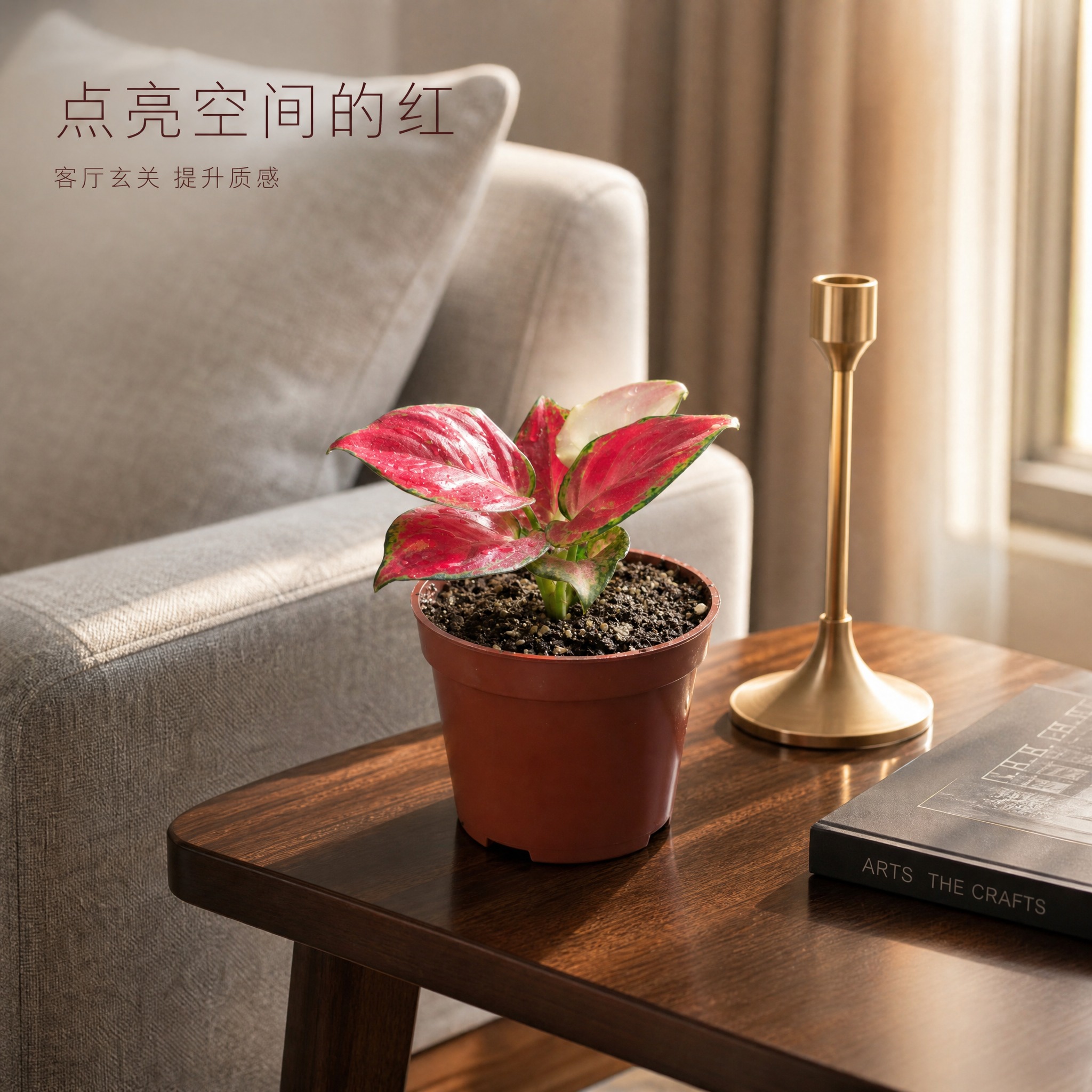 [主图-7] 红宝石粗肋草 客厅边几场景图 唯一任务：展示红宝… - 图片创意预览