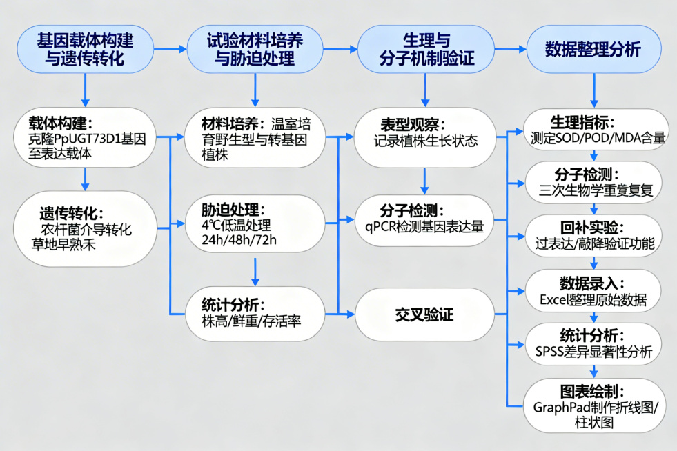 青海草地早熟禾PpUGT73D1基因冷胁迫功能验证试验技术路线图，包含基因载体构建与遗传转化、试验材料培养与胁迫处理、表型鉴定、生理与分子机制验证、交叉验证、数据整理分析六个核心阶段，每个阶段细分具体预览效果