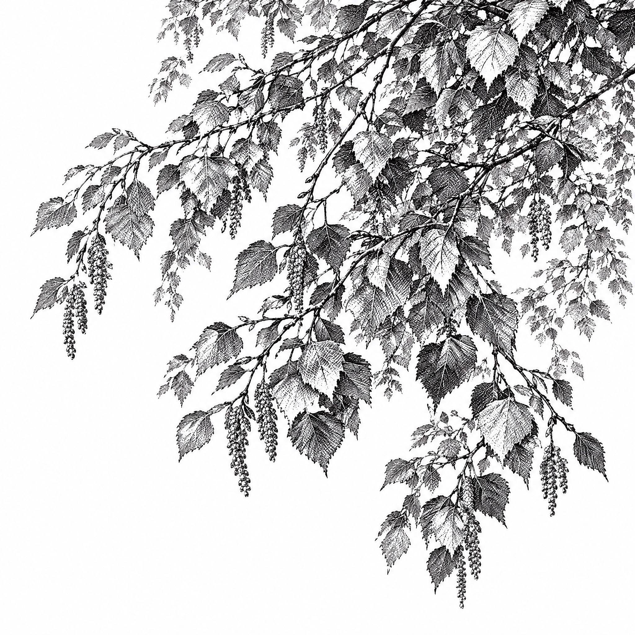 参考图中包装上的黑白铜版画/古典植物雕版线描风格，重新绘制一幅… - 图片创意预览